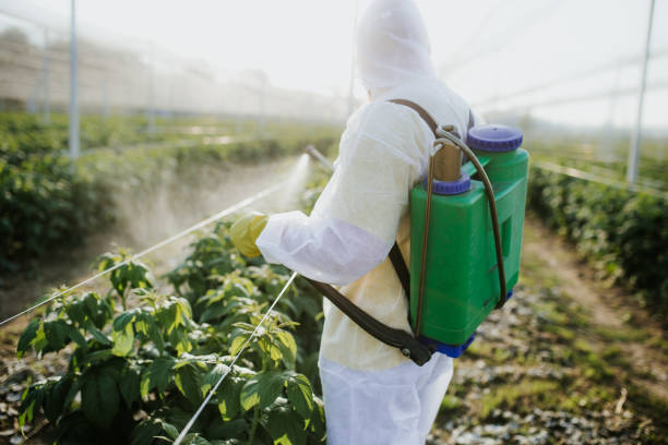 Insect Control in Covington, WA